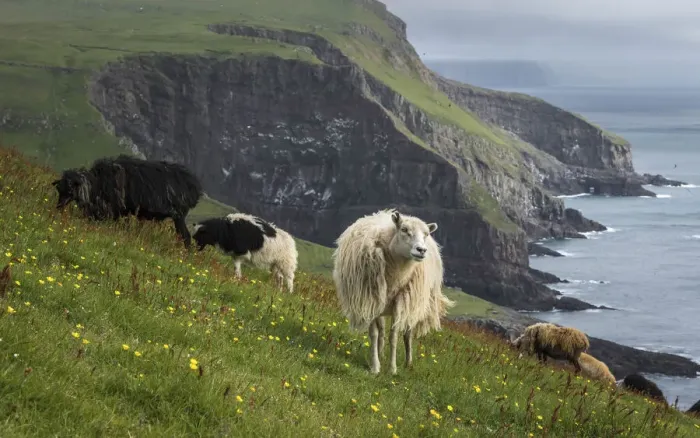 Framed Print : Sheep in Mykines, Faroe Islands Framed Print : Sheep in Mykines, Faroe Islands