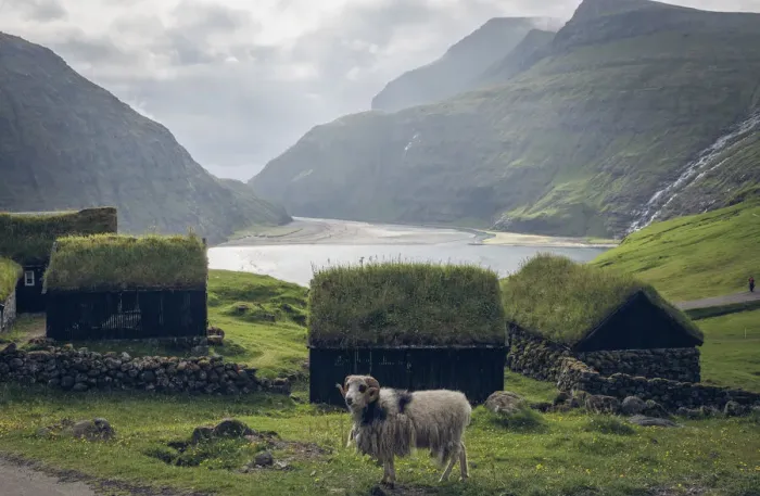 Framed Print : A sheep in front of the old turf buildings of Duvugarðar museum. In the background the lagoon connected to the ocean. Streymoy, Faroe Islands
