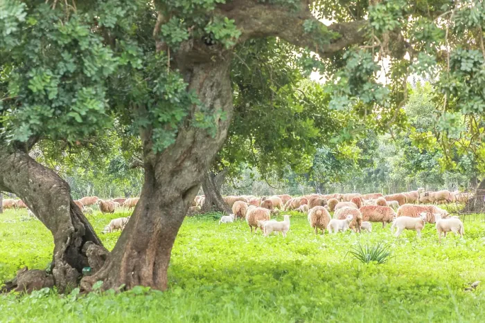 Framed Print : Sheep pasture under old trees near Bunyola, Mallorca, Balearic Islands, Spain Framed Print : Sheep pasture under old trees near Bunyola, Mallorca, Balearic Islands, Spain