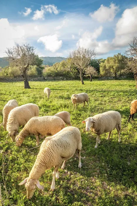 Framed Print : Sheep pasture between Port d`Andratx and Sant Elm, Mallorca, Balearic Islands, Spain Framed Print : Sheep pasture between Port d`Andratx and Sant Elm, Mallorca, Balearic Islands, Spain