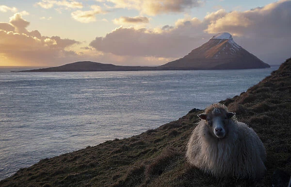 A sheep sitting on the grass. In the background the island of Koltur. Faroe Islands