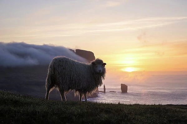 A sheep standing in front of Rising and Kellingin sea stacks at sunset. Island of Eysturoy. Faroe Islands