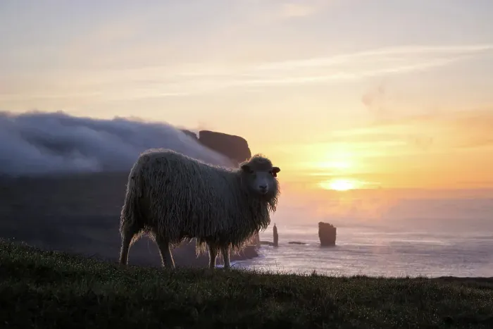 Framed Print : A sheep standing in front of Rising and Kellingin sea stacks at sunset. Island of Eysturoy. Faroe Islands Framed Print : A sheep standing in front of Rising and Kellingin sea stacks at sunset. Island of Eysturoy. Faroe Islands