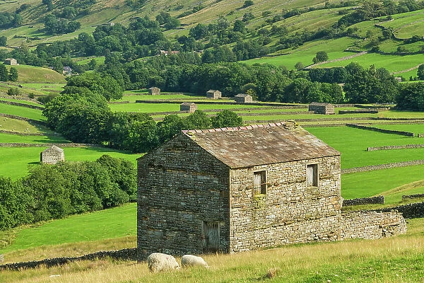Sheep & Stone Barn, Keld, Swaledale, Yorkshire Dales, England