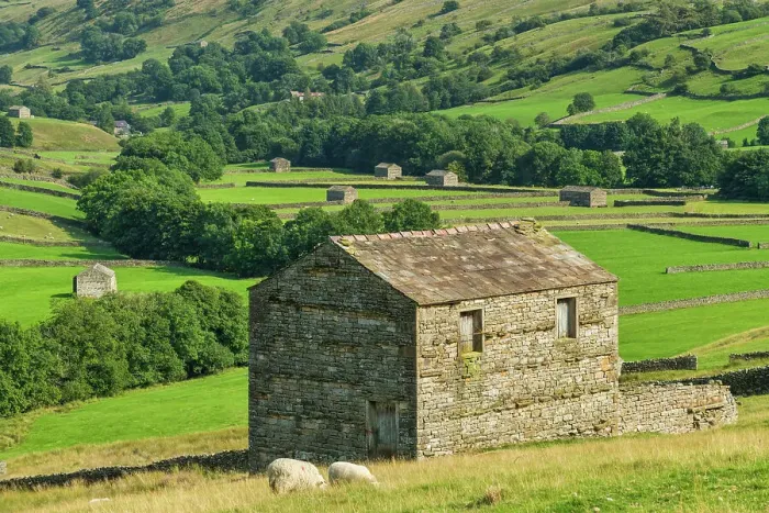 Framed Print : Sheep & Stone Barn, Keld, Swaledale, Yorkshire Dales, England Framed Print : Sheep & Stone Barn, Keld, Swaledale, Yorkshire Dales, England