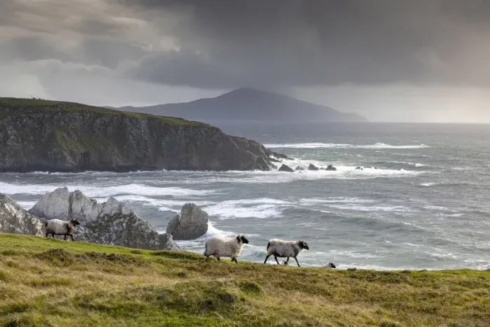 Framed Print : Sheep walk along the cliffs, Achill Island, County Mayo, Connacht province Framed Print : Sheep walk along the cliffs, Achill Island, County Mayo, Connacht province