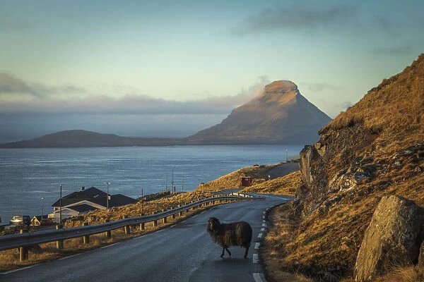 A sheep walking in the middle of the road in Velbastaður. In the background the islands of Koltur. Streymoy, Faroe Islands