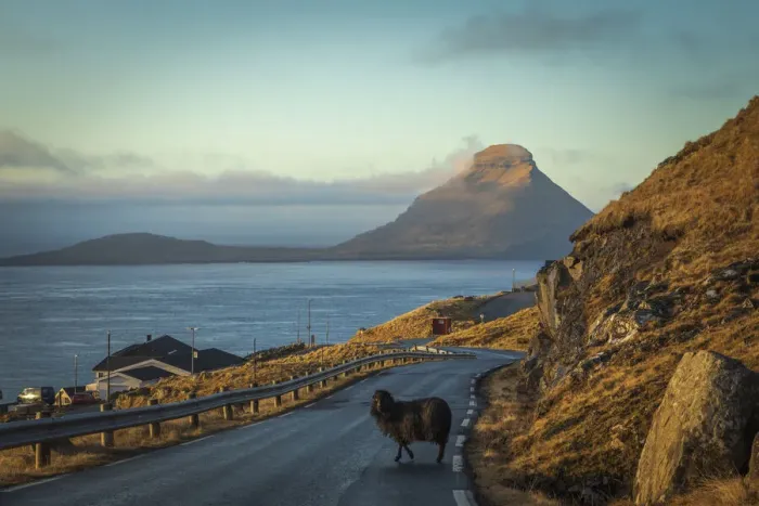 Framed Print : A sheep walking in the middle of the road in Velbastaður. In the background the islands of Koltur. Streymoy, Faroe Islands Framed Print : A sheep walking in the middle of the road in Velbastaður. In the background the islands of Koltur. Streymoy, Faroe Islands