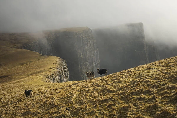 Sheep walking on the west coast of Suðuroy. Faroe Islands
