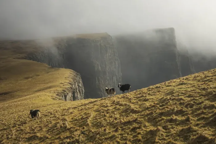 Framed Print : Sheep walking on the west coast of Suðuroy. Faroe Islands Framed Print : Sheep walking on the west coast of Suðuroy. Faroe Islands
