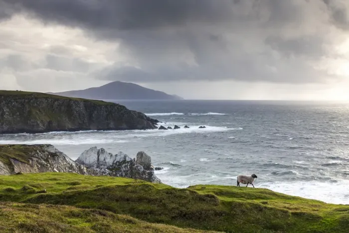 Framed Print : A sheep walks along the cliffs, Achill Island, County Mayo, Connacht province Framed Print : A sheep walks along the cliffs, Achill Island, County Mayo, Connacht province