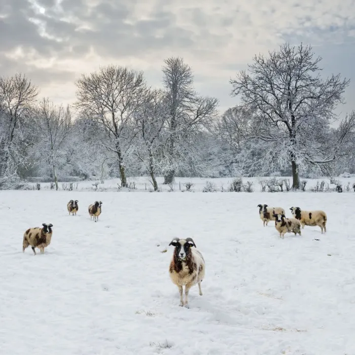 Framed Print : Sheep in Winter Landscape, Tasburgh, Norfolk, England Framed Print : Sheep in Winter Landscape, Tasburgh, Norfolk, England