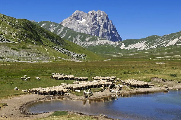Sheeps at Lago di Pietranzoni, Corno Grande, Campo Imperatore, Gran Sasso National Park