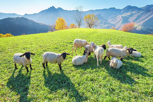 Sheeps in Val Brembana, Orobie alps, Lombardy Italian alps, Italy