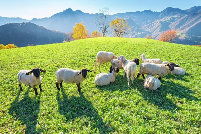 Framed Print : Sheeps in Val Brembana, Orobie alps, Lombardy Italian alps, Italy