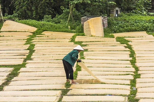 Sheets of drying mien noodle, nr Hanoi, Vietnam