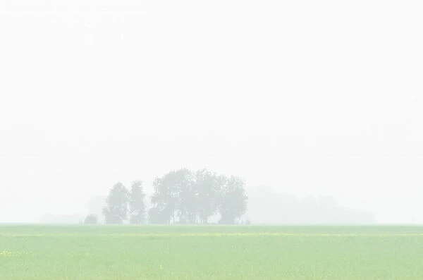 Shelterbelt trees in rain with canola field after blooming West of The Pas, Manitoba, Canada