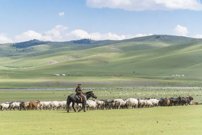 Framed Print : Shepherd on horseback gathering sheeps and goats. Ovorkhangai province, Mongolia Framed Print : Shepherd on horseback gathering sheeps and goats. Ovorkhangai province, Mongolia