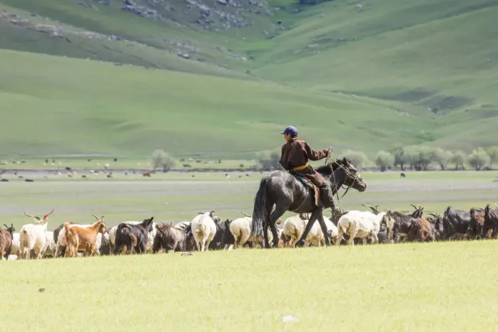 Framed Print : Shepherd on horseback gathering sheeps and goats. Ovorkhangai province, Mongolia Framed Print : Shepherd on horseback gathering sheeps and goats. Ovorkhangai province, Mongolia