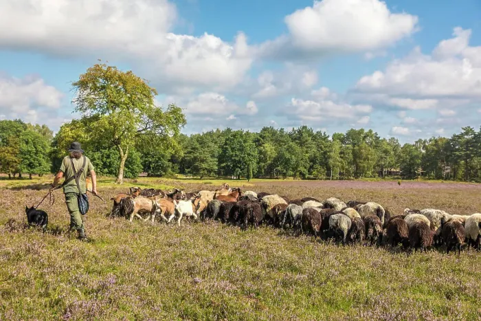 Framed Print : Shepherd with sheepdog and herd of Heidschnucken sheep near Schneverdingen, Luneburg Heath, Lower Saxony, Germany Framed Print : Shepherd with sheepdog and herd of Heidschnucken sheep near Schneverdingen, Luneburg Heath, Lower Saxony, Germany