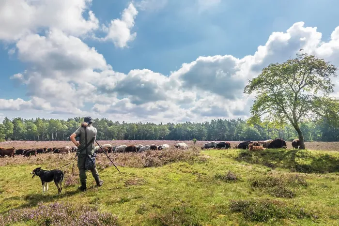 Framed Print : Shepherd with sheepdog and herd of Heidschnucken sheep near Schneverdingen, Luneburg Heath, Lower Saxony, Germany Framed Print : Shepherd with sheepdog and herd of Heidschnucken sheep near Schneverdingen, Luneburg Heath, Lower Saxony, Germany