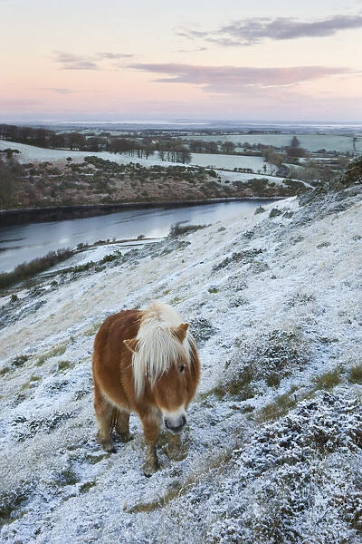 Shetland Pony grazing on the snow covered moorland above Meldon Reservoir, Dartmoor