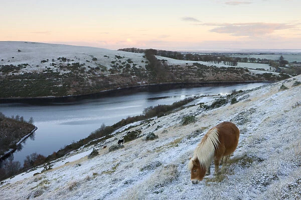 Shetland pony grazing on the snow covered moorland above Meldon Reservoir, Dartmoor