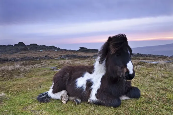 Framed Print : Shetland Pony resting on Dartmoor moorland at sunrise, Belstone Tor, Dartmoor, Devon Framed Print : Shetland Pony resting on Dartmoor moorland at sunrise, Belstone Tor, Dartmoor, Devon