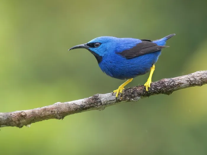 Framed Print : Shining Honeycreeper (Cyanerpes lucidus) male, Boca Tapada, Alajuela Province, Costa Rica