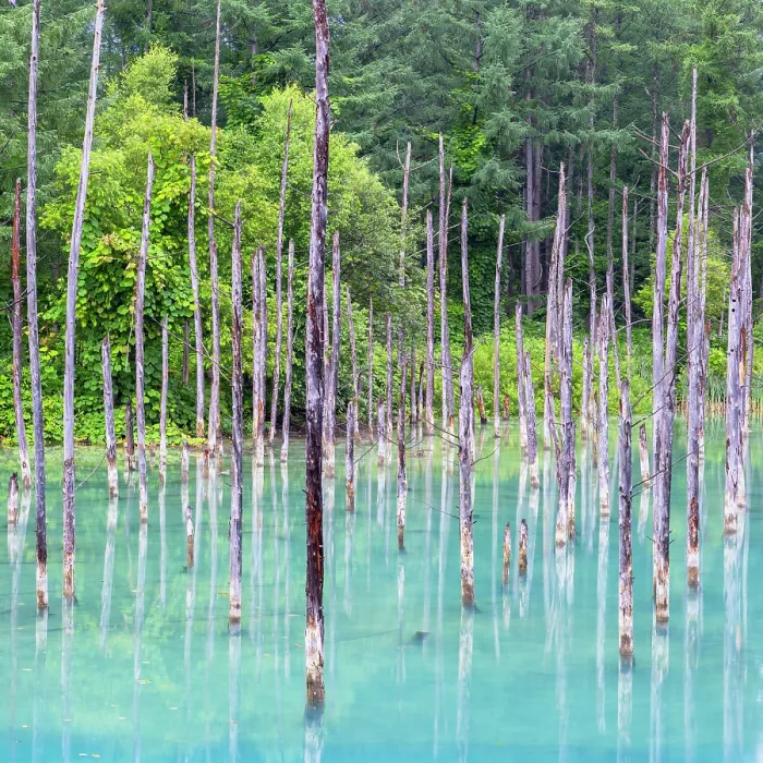 Framed Print : Shirogane Blue Pond (Aoiike), Biei, Hokkaido, Japan Framed Print : Shirogane Blue Pond (Aoiike), Biei, Hokkaido, Japan