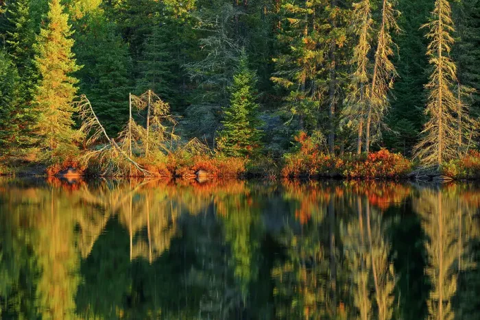 Framed Print : Shoreline along Isabel Lake Kenora, Ontario, Canada Framed Print : Shoreline along Isabel Lake Kenora, Ontario, Canada