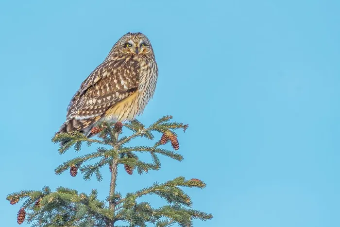 Framed Print : Short-eared Owl (Asio flammeus), Toronto, Ontario, Canada Framed Print : Short-eared Owl (Asio flammeus), Toronto, Ontario, Canada