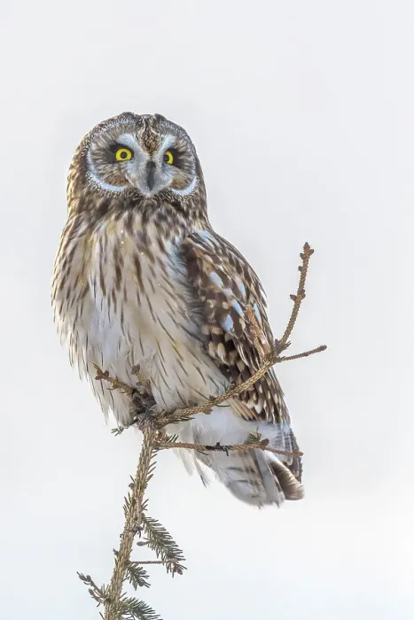 Framed Print : Short-eared Owl (Asio flammeus), Toronto, Ontario, Canada Framed Print : Short-eared Owl (Asio flammeus), Toronto, Ontario, Canada