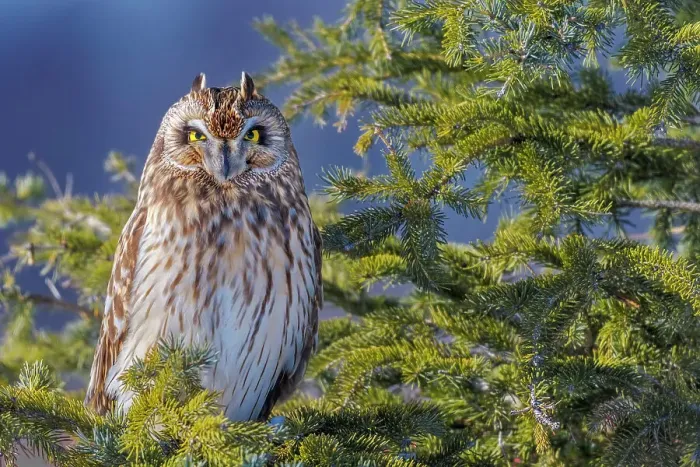 Framed Print : Short-eared Owl (Asio flammeus), Ontario, Canada Framed Print : Short-eared Owl (Asio flammeus), Ontario, Canada