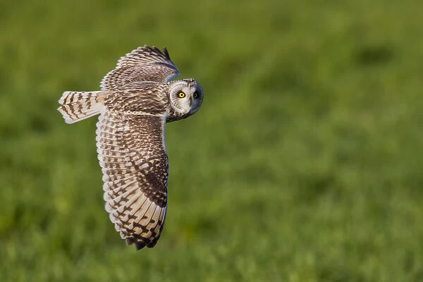 Short-eared owl in flight on the fields, Parma province, Emilia Romagna district