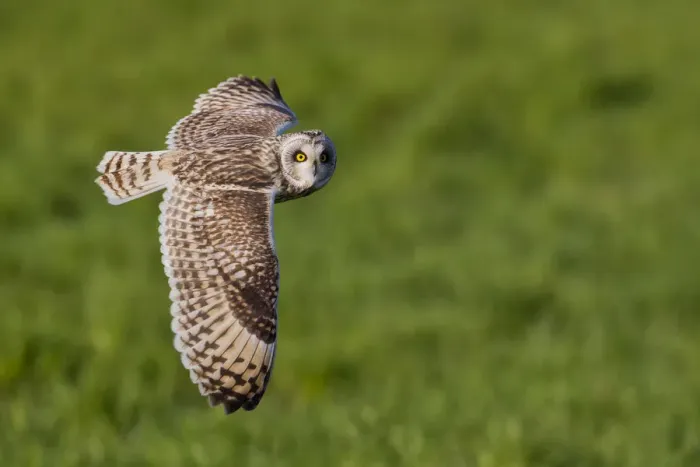 Framed Print : Short-eared owl in flight on the fields, Parma province, Emilia Romagna district Framed Print : Short-eared owl in flight on the fields, Parma province, Emilia Romagna district