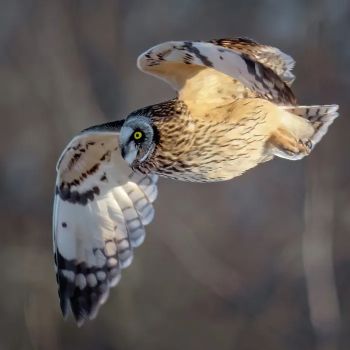 Framed Print : A short-eared owl in flight on wolf Island, Ontario, Canada Framed Print : A short-eared owl in flight on wolf Island, Ontario, Canada