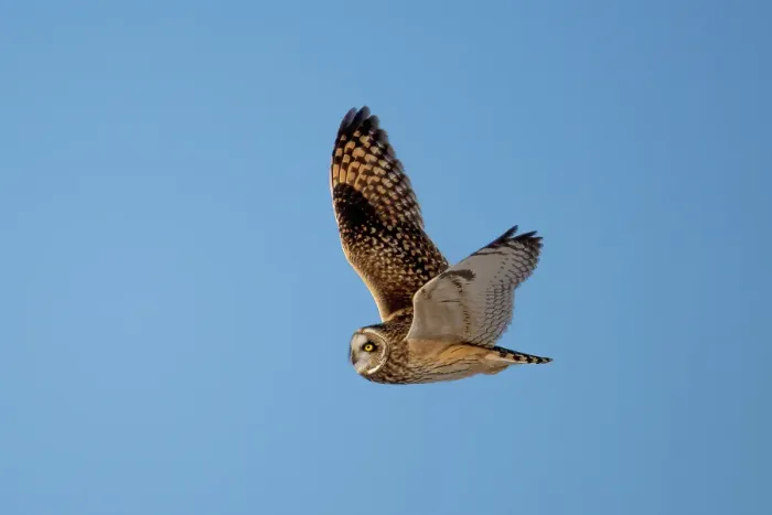 Framed Print : A short-eared owl in flightagainst a blue sky on Wolfe Island, Ontario, Canada Framed Print : A short-eared owl in flightagainst a blue sky on Wolfe Island, Ontario, Canada