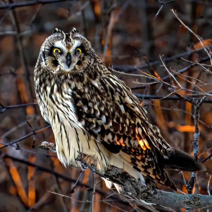 Framed Print : A short-eared owl perched in the trees at sunset on Wolfe Island, Ontario, Canada Framed Print : A short-eared owl perched in the trees at sunset on Wolfe Island, Ontario, Canada