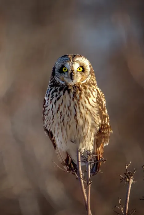 Framed Print : A short-eared owl sits on a tree limb at sunset on Wolf Island, Ontario, Canada Framed Print : A short-eared owl sits on a tree limb at sunset on Wolf Island, Ontario, Canada