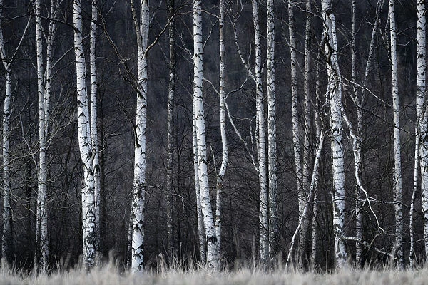 Detail shot of birch trees in forest, Vysoka Lipa, Jetrichovice, Okres Decin