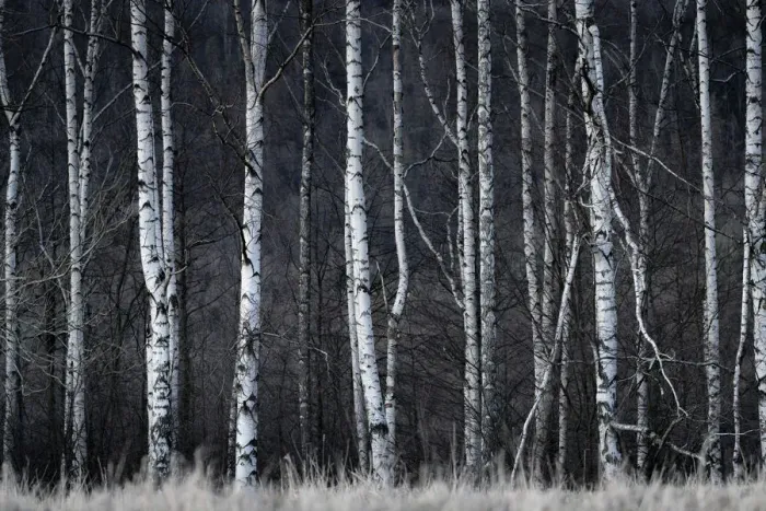 Framed Print : Detail shot of birch trees in forest, Vysoka Lipa, Jetrichovice, Okres Decin Framed Print : Detail shot of birch trees in forest, Vysoka Lipa, Jetrichovice, Okres Decin