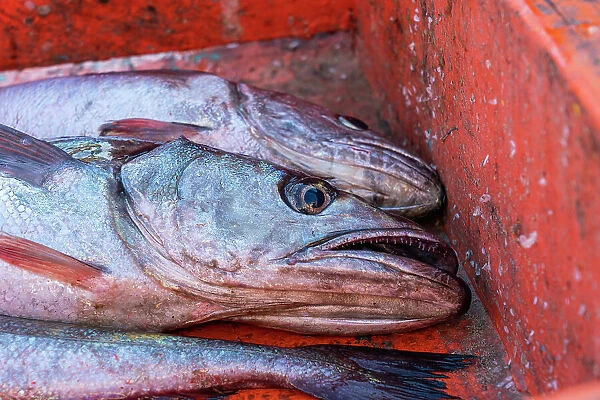 Detail shot of fish in crate at morning fish market, Caleta Portales, Valparaiso, Valparaiso Province, Valparaiso Region, Chile