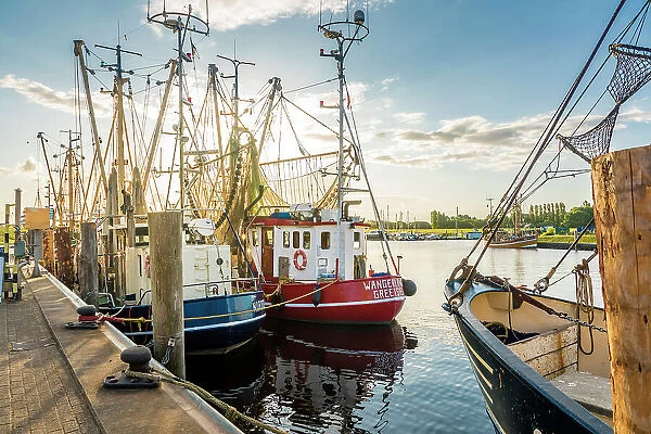 Shrimp boats in the harbor of Greetsiel at sunrise, East Frisia, Lower Saxony, Germany