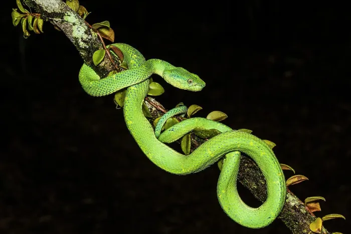 Framed Print : Side-striped Palm Pit Viper (Bothriechis lateralis), Frogs heaven, Horquetas de Sarapiqui, Horquetas, Costa Rica Framed Print : Side-striped Palm Pit Viper (Bothriechis lateralis), Frogs heaven, Horquetas de Sarapiqui, Horquetas, Costa Rica