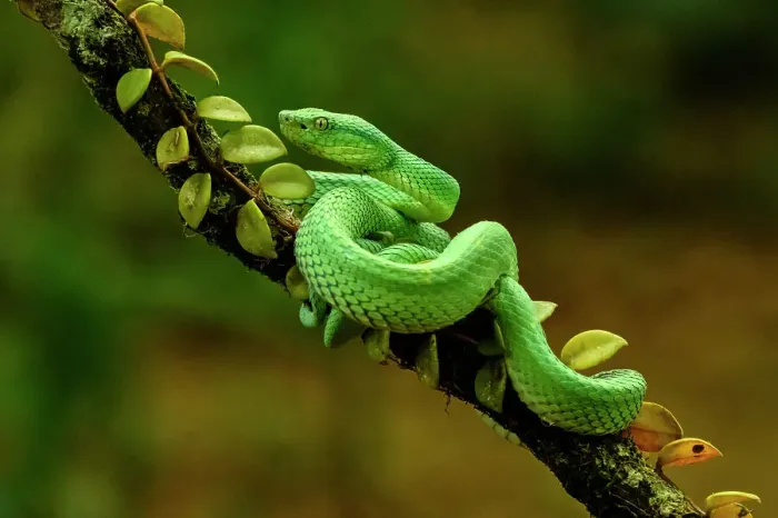Framed Print : Side-striped Palm Pit Viper (Bothriechis lateralis), Frogs heaven, Horquetas de Sarapiqui, Horquetas, Costa Rica Framed Print : Side-striped Palm Pit Viper (Bothriechis lateralis), Frogs heaven, Horquetas de Sarapiqui, Horquetas, Costa Rica