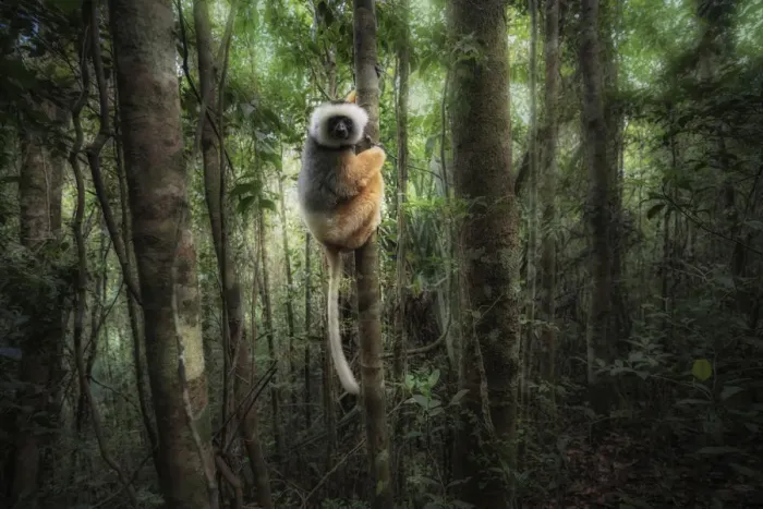 Framed Print : Sifaka diadema (Propithecus diadema) in Andasibe Mantadia National Park Framed Print : Sifaka diadema (Propithecus diadema) in Andasibe Mantadia National Park