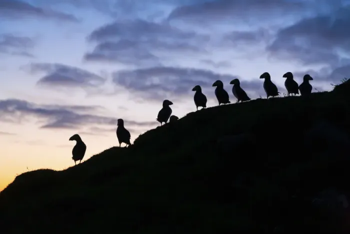 Framed Print : Silhouette of several Atlantic Puffins at sunset in the island of Mykines. Faroe Islands Framed Print : Silhouette of several Atlantic Puffins at sunset in the island of Mykines. Faroe Islands