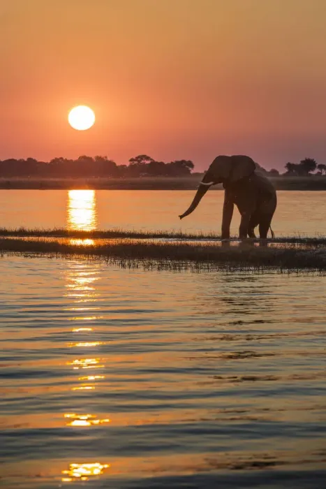 Framed Print : A silhouette of an elephant along Chobe river at sunset, the river divides namibia Framed Print : A silhouette of an elephant along Chobe river at sunset, the river divides namibia