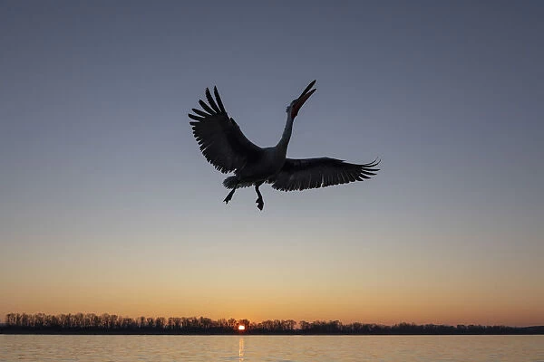 A silhouette of a flying Dalmatian pelican on lake Kerkini at sunrise